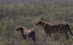 Welt der Tiere