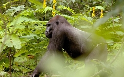 Gorillas hautnah