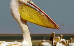 Die Pelikan-Insel - Geheimnis in Russlands Steppe