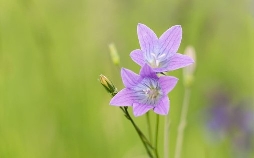 Schnittgut. Alles aus dem Garten