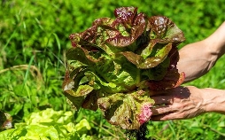 Schnittgut. Alles aus dem Garten