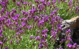 Schnittgut. Alles aus dem Garten