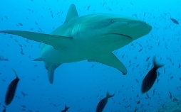 Das unbekannte Leben der Haie - Unterwegs im Meeresschutzgebiet Galápagos