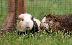 Tierisch tierisch