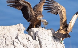 Kroatiens Küste - Endlos und wild