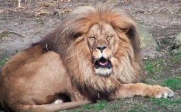 Elefant, Tiger & Co.