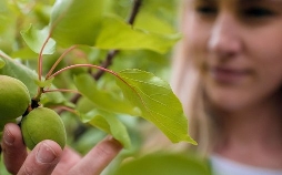 Marillengärten und wilde Natur - Die Wachau
