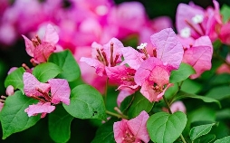 Schnittgut. Alles aus dem Garten