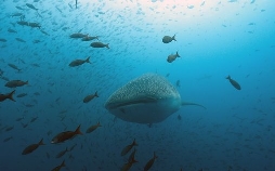 Das unbekannte Leben der Haie - Unterwegs im Meeresschutzgebiet Galápagos