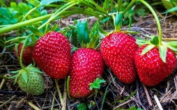 Schnittgut. Alles aus dem Garten