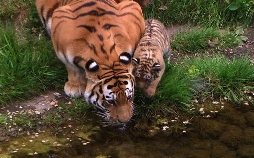 Elefant, Tiger & Co.
