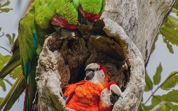 Tierisch aufgeforstet