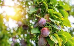 Schnittgut. Alles aus dem Garten
