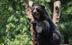 Bronx Zoo - Tierpark der Superlative