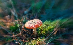 Der Fliegenpilz - Zwischen Mythos und Wissenschaft