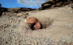 Im Schatten der Dinos - Die ersten Säugetiere