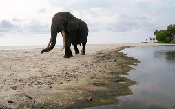 Surfing Hippos - Der Strand der Dschungeltiere
