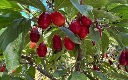 Schnittgut. Alles aus dem Garten