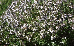 Schnittgut. Alles aus dem Garten