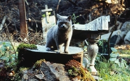 Friedhof der Kuscheltiere