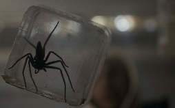 Spiders - Ihr Biss ist der Tod