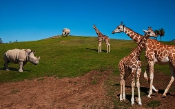 San Diego Zoo