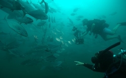 Australiens Wildnis