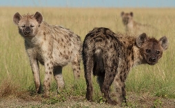 Tödliches Afrika