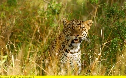 Die Leopardin