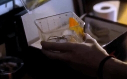 Spiders - Ihr Biss ist der Tod