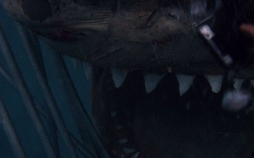 Jaws