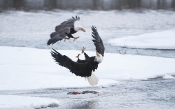 Wildes Alaska - Eiswelten