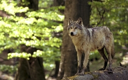Plitvice - Im Land der fallenden Seen