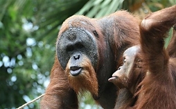 Leopard, Seebär & Co.