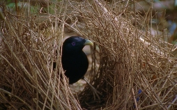 Baumeister der Wildnis