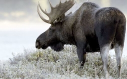 Ein Jahr in Kanadas Wildnis