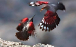 Wildes Spanien