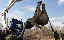 Graue Giganten auf Reise