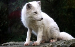 Seehund, Puma & Co.