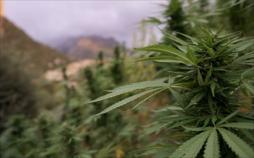 Millionengeschäft Cannabis Marokkos illegaler Exportschlager