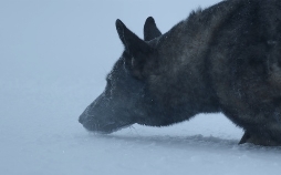 Deutschland in der Urzeit
