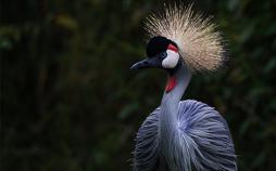 Vögel des Glücks - Kranichtreffen in Mitteldeutschland