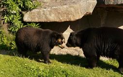 Giraffe, Erdmännchen & Co.