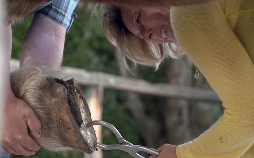 Die Tierärzte - Retter mit Herz