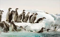 Antarktis - Die Reise der Pinguine