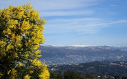 Mimose - die Frühlingsbotin
