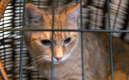 Die Tierärzte - Retter mit Herz