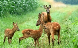 Unser Wild - Reh und Hirsch