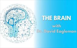 The Brain - Das menschliche Gehirn