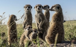 Okawango - Fluss der Träume